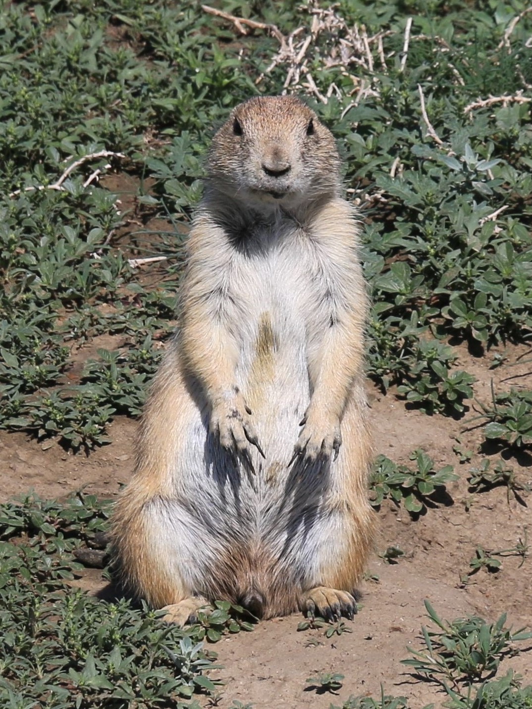 Theodore Roosevelt NP